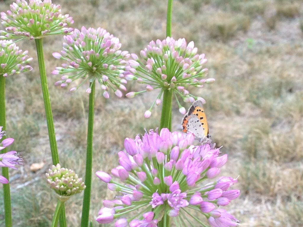 A butterfly on a cluster of light purple flowers in a natural setting.