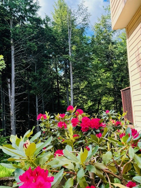 Bright red flowers blooming beside a house in a lush green forest.
