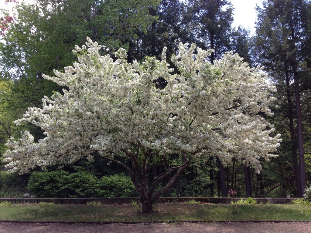 A fully bloomed white flowering tree in a park.
